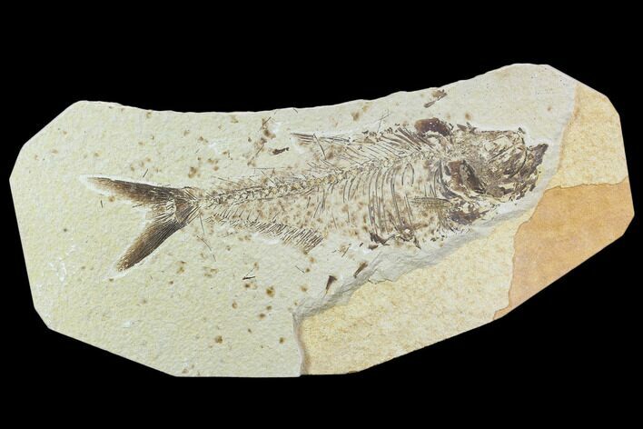Bargain, Fossil Fish (Diplomystus) - Wyoming #108679